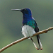 Trinidad & Tobago, een aangename introductie op het vogelen in de tropen